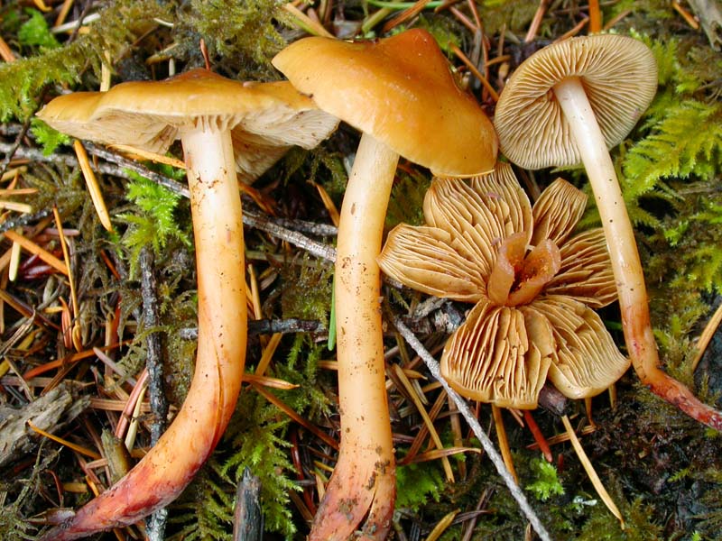 Phaeocollybia dissiliens